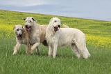 IRISH WOLFHOUND 039